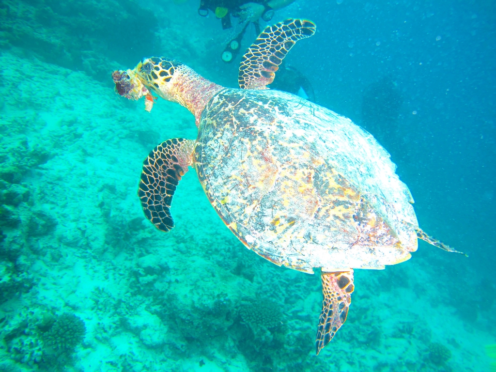 2013 Maldives Dives Web-IMG_4787