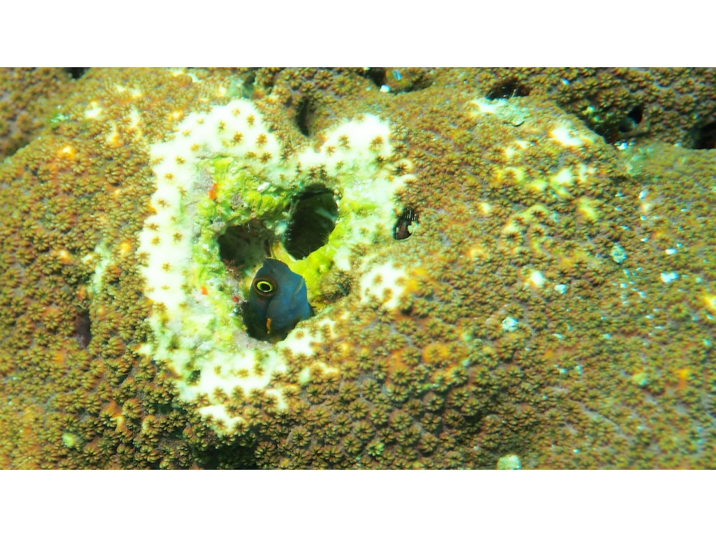 PN101068