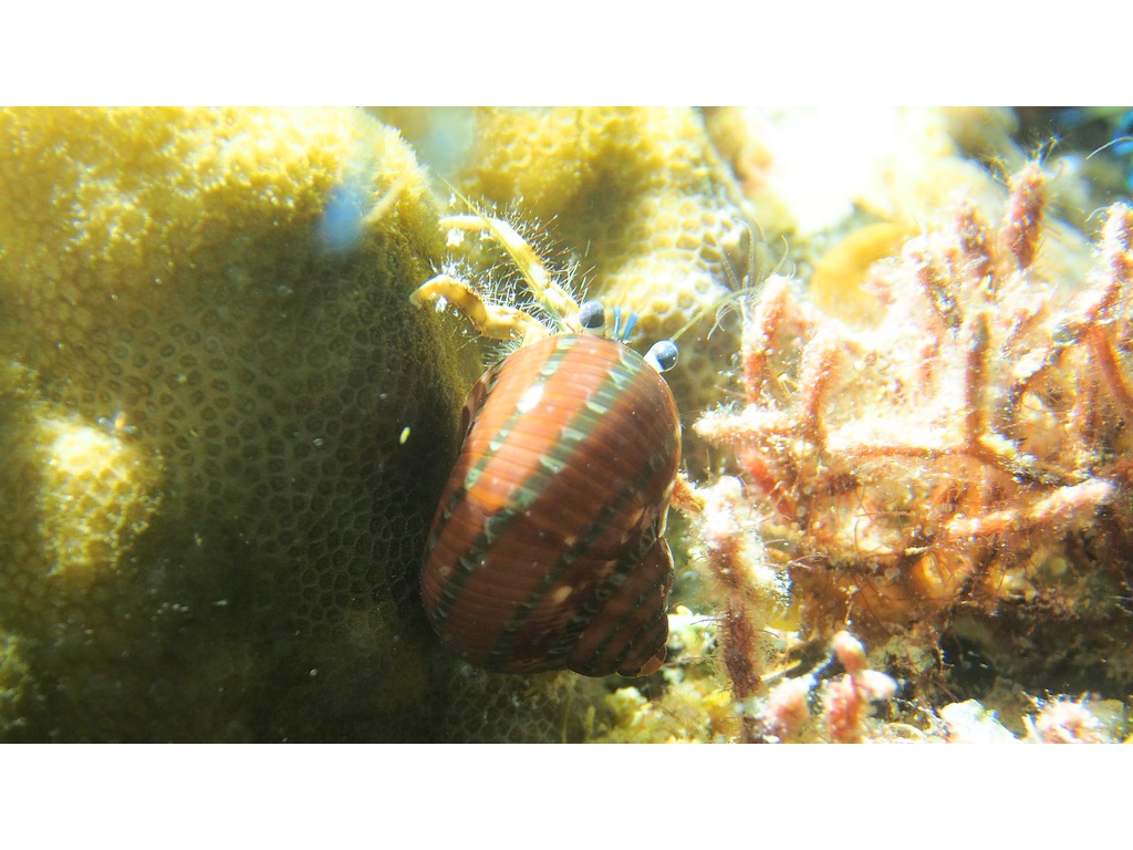 PN101101