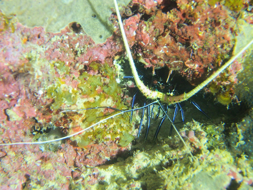 PN101110