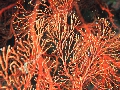 PN100982