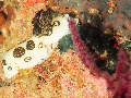 PN101056