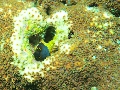 PN101068
