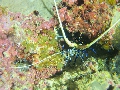 PN101110