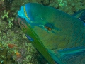 PN111276 - Version 2
