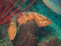 PN111281