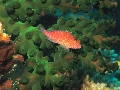 PN111283