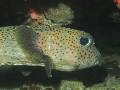PN111307