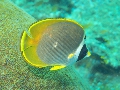 PN111426