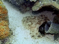 PN140171