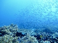 PN160398