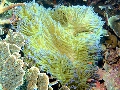 PN160417