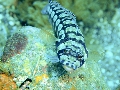 PN170618