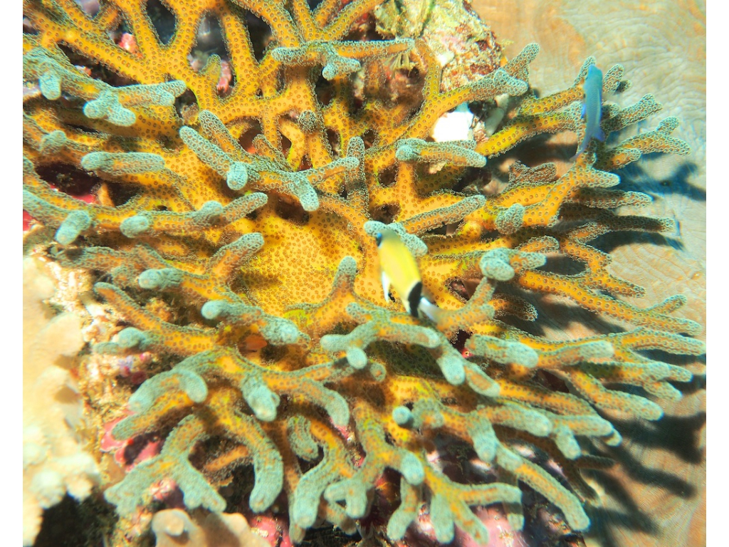 PN190907