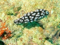 PN180740