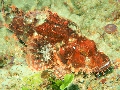 PN180813
