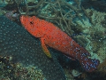PN190921