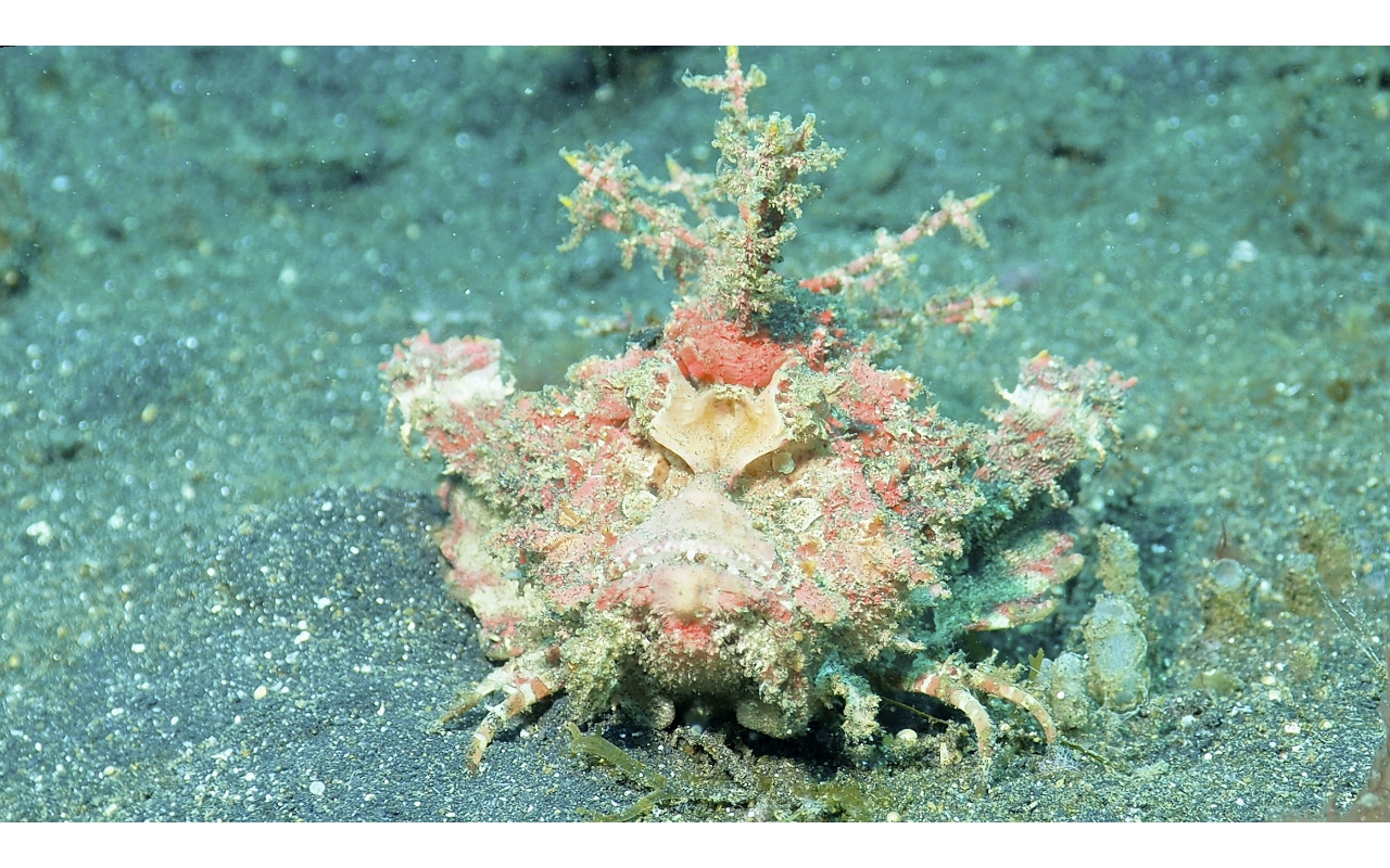 Sel-2020 IND Dives Misool Halmahera PN100539 - 2020-02-20 (1)