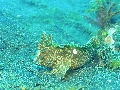 Sel-2020 IND Dives Misool Halmahera PN100535 - 2020-02-20