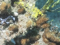 Sel-2020 IND Dives Misool Halmahera PN100592 - 2020-02-20