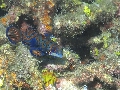 Sel-2020 IND Dives Misool Halmahera PN100662 - 2020-02-20