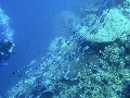 Sel-2020 IND Dives Misool Halmahera PN110102 - 2020-02-12