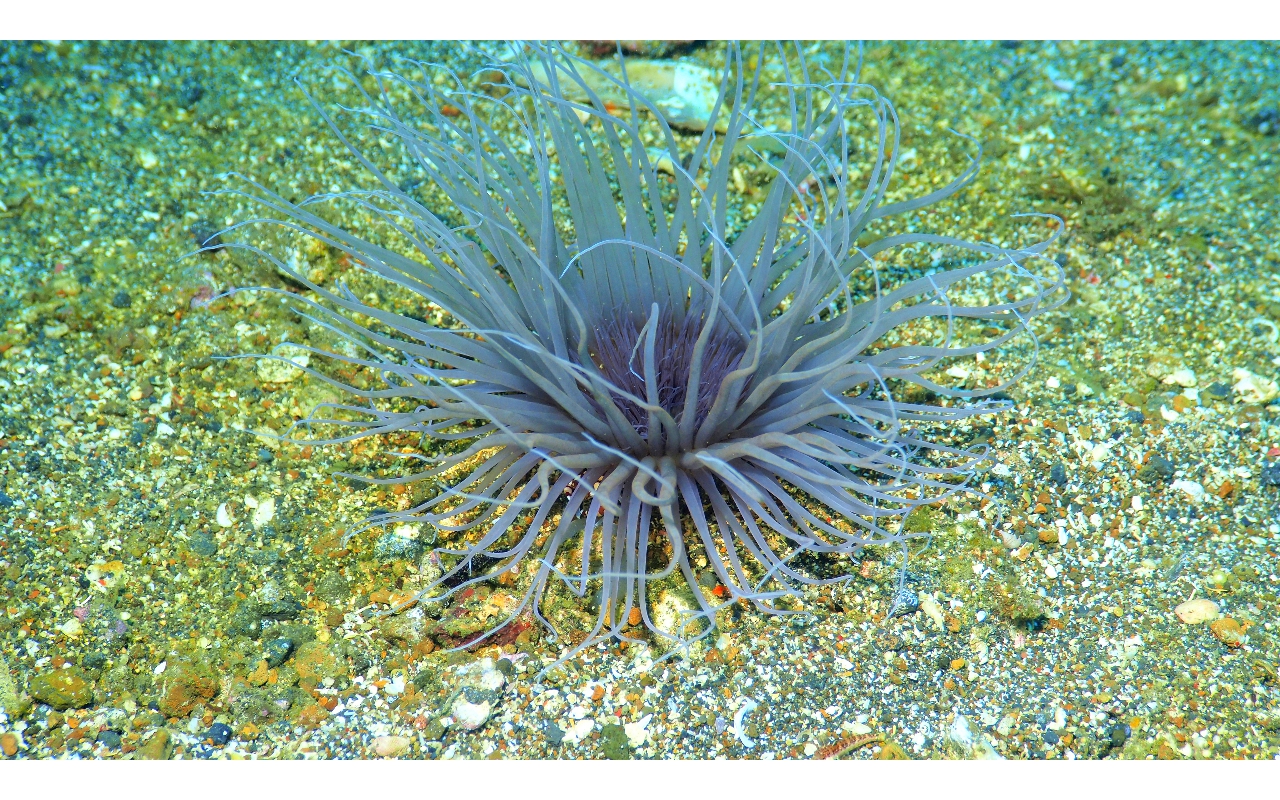 Sel-2020 IND Dives Misool Halmahera PN110698 - 2020-02-21