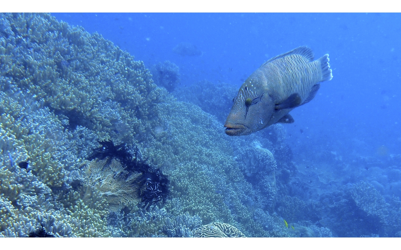 Sel-2020 IND Dives Misool Halmahera PN120237 - 2020-02-13