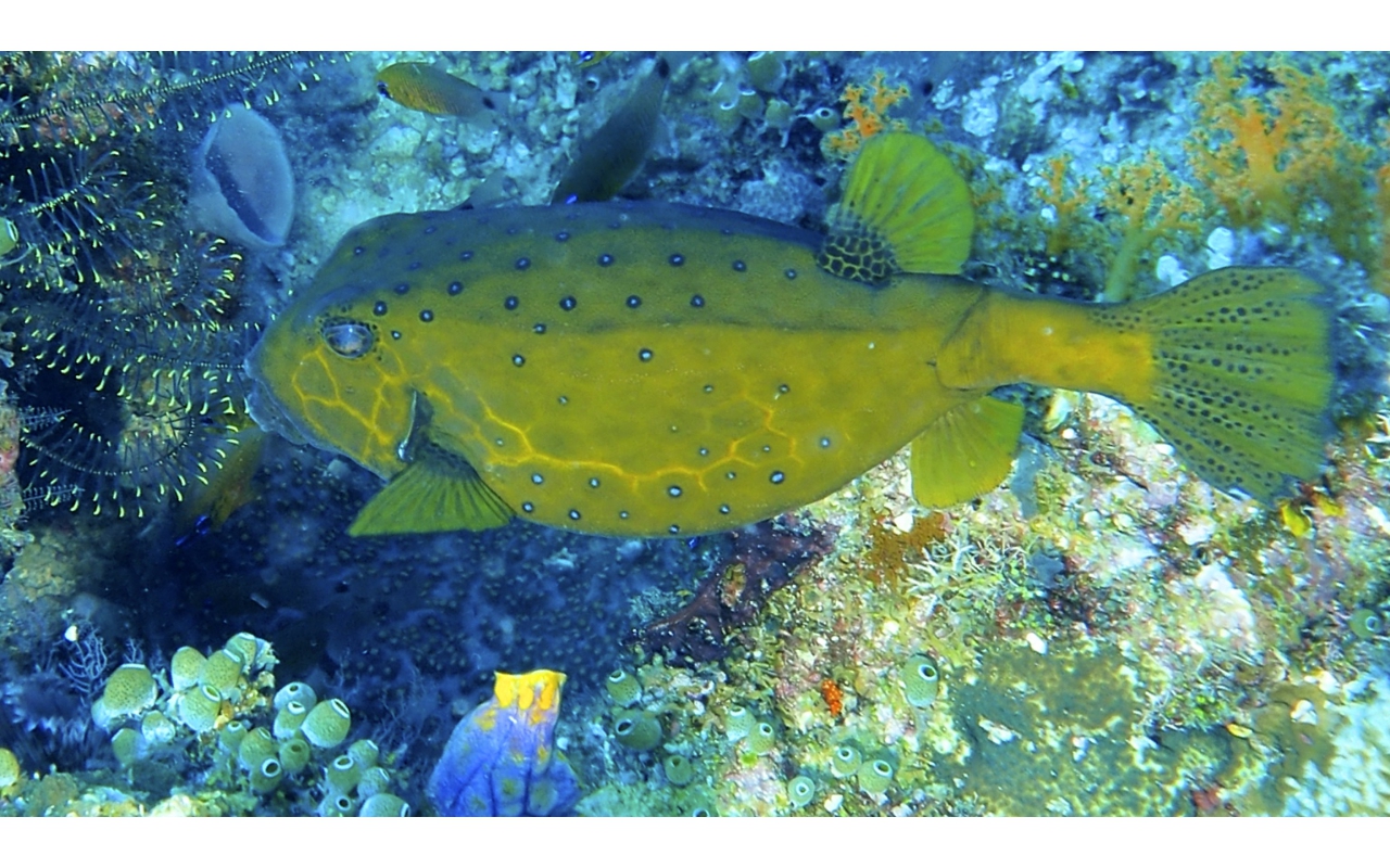 Sel-2020 IND Dives Misool Halmahera PN120266 - 2020-02-12