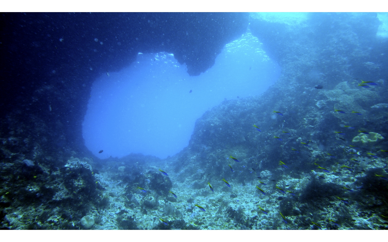 Sel-2020 IND Dives Misool Halmahera PN120309 - 2020-02-12