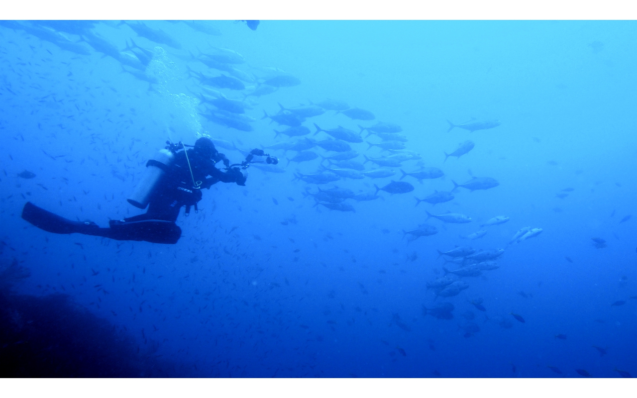Sel-2020 IND Dives Misool Halmahera PN130319 - 2020-02-13