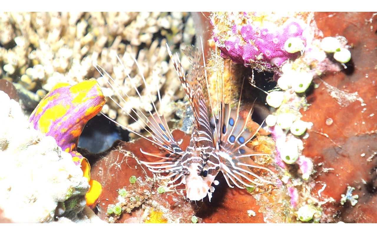 Sel-2020 IND Dives Misool Halmahera PN160050 - 2020-02-16
