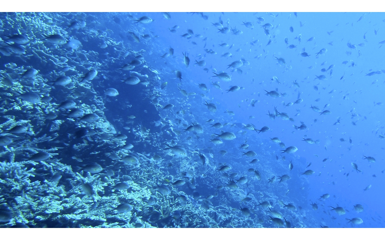 Sel-2020 IND Dives Misool Halmahera PN160718 - 2020-02-16