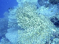 Sel-2020 IND Dives Misool Halmahera PN110108 - 2020-02-11