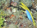 Sel-2020 IND Dives Misool Halmahera PN110706 - 2020-02-21