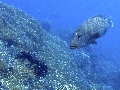Sel-2020 IND Dives Misool Halmahera PN120237 - 2020-02-13