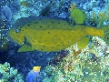 Sel-2020 IND Dives Misool Halmahera PN120266 - 2020-02-12