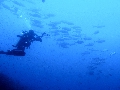 Sel-2020 IND Dives Misool Halmahera PN130319 - 2020-02-13