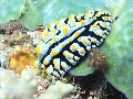 Sel-2020 IND Dives Misool Halmahera PN140482 - 2020-02-14
