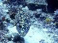 Sel-2020 IND Dives Misool Halmahera PN140537 - 2020-02-14