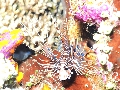 Sel-2020 IND Dives Misool Halmahera PN160050 - 2020-02-16