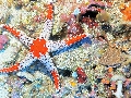 Sel-2020 IND Dives Misool Halmahera PN160684 - 2020-02-16