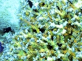 Sel-2020 IND Dives Misool Halmahera PN160710 - 2020-02-16