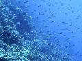 Sel-2020 IND Dives Misool Halmahera PN160718 - 2020-02-16