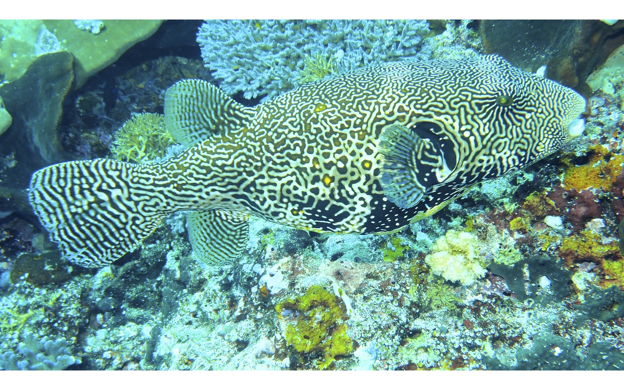 Sel-2020 IND Dives Misool Halmahera PN170119 - 2020-02-17