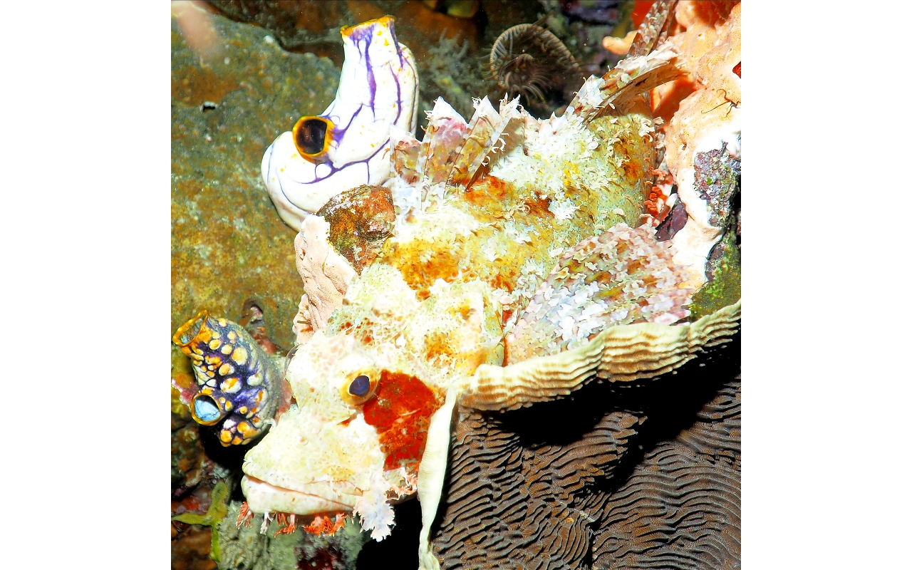 Sel-2020 IND Dives Misool Halmahera PN170228 - 2020-02-17