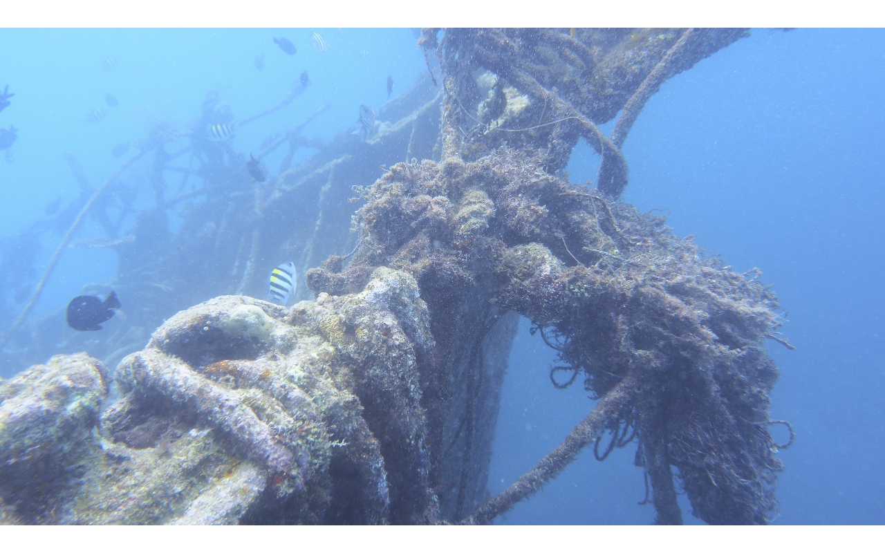 Sel-2020 IND Dives Misool Halmahera PN190444 - 2020-02-19