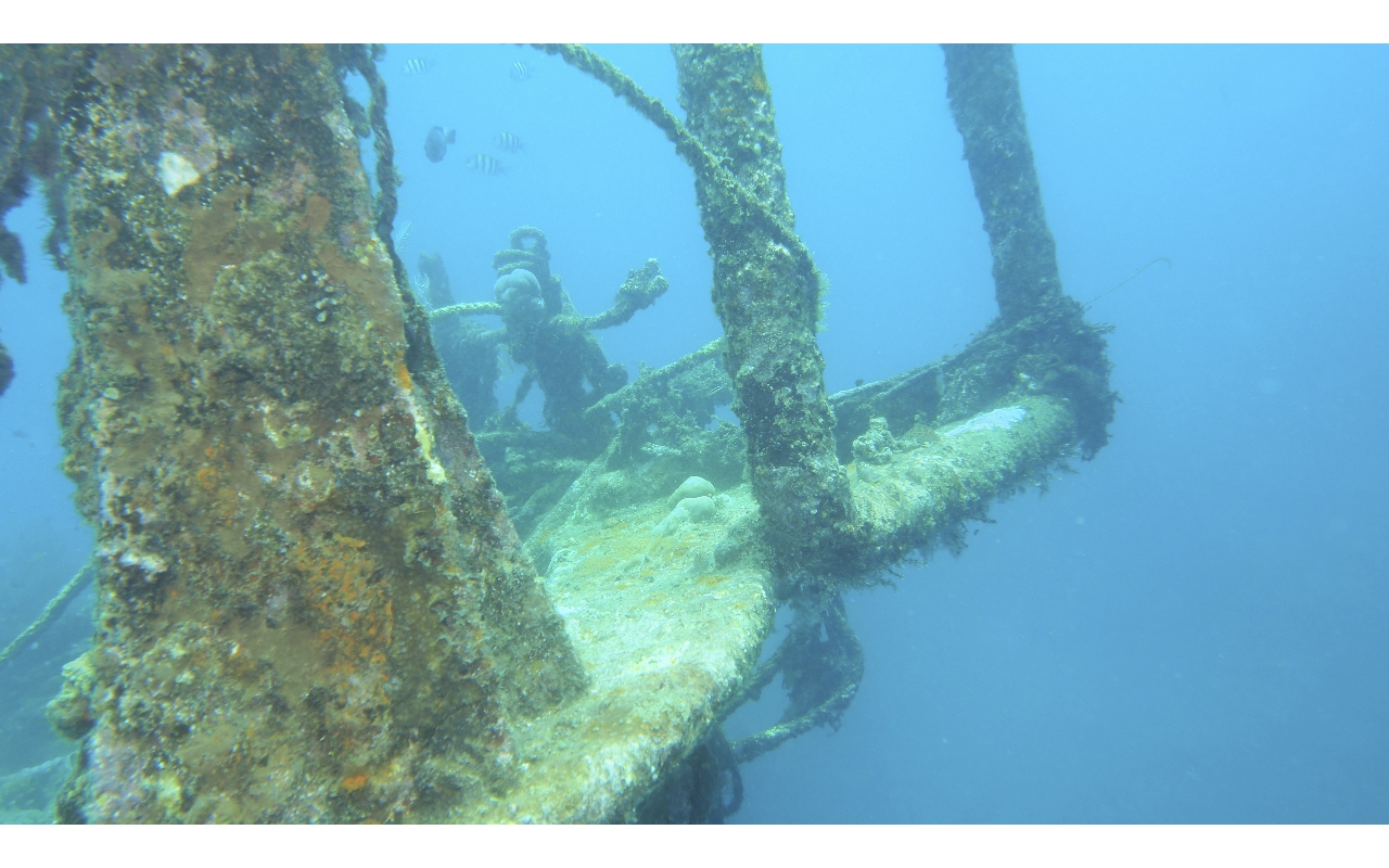 Sel-2020 IND Dives Misool Halmahera PN190446 - 2020-02-19