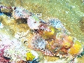 Sel-2020 IND Dives Misool Halmahera PN180283 - 2020-02-18