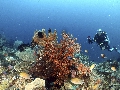 2020 IND Dives Misool Halmahera IMG_9056 - 2020-02-11